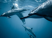 【直播】时间：JDG除了无畏之外，其他人真没有对抗的，包括中野